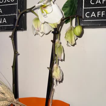 Solmuş Orkide Ve Boş Kart İçin Tazecicek.com'a Şikayet