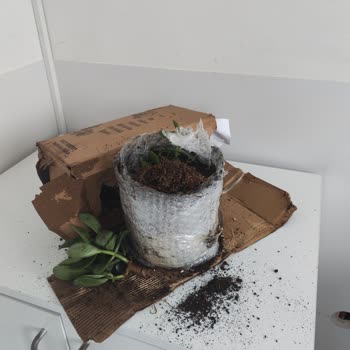 Hasarlı Bitki Teslimatı Ve Müşteri Hizmetlerine Ulaşılamaması