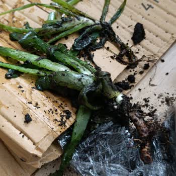 PTT Kargo Gecikmesi Çiçeği Çürüttü, Epttavm'den Şikayet