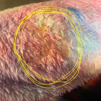 Peros Çamaşır Kapsülünün Eriyen Ambalajı Kıyafetleri Yapıştırarak Kullanılamaz Hale Getirdi