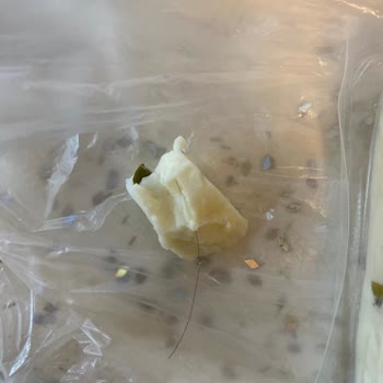 Altınkılıç Otlu Peynirinde Kıl Bulunması Çocuk Sağlığını Tehdit Ediyor