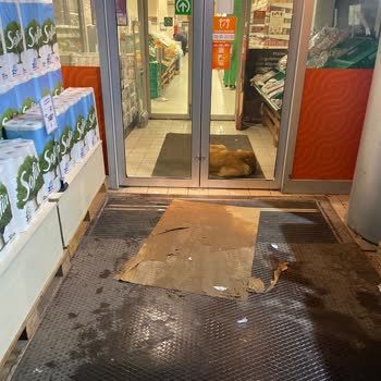 Buca Koop Mağazasında Kontrolsüz Köpek Beslemesi Ve Güvenlik Sorunu