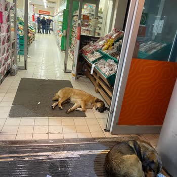 Buca Koop Mağazasında Kontrolsüz Köpek Beslemesi Ve Güvenlik Sorunu
