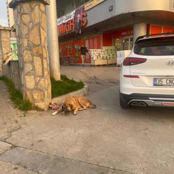 Buca Koop Mağazasında Kontrolsüz Köpek Beslemesi Ve Güvenlik Sorunu