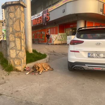 Buca Koop Mağazasında Kontrolsüz Köpek Beslemesi Ve Güvenlik Sorunu