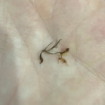 BİM List Nuts Hurma’da Kuş Tüyü Ve İade Talebi