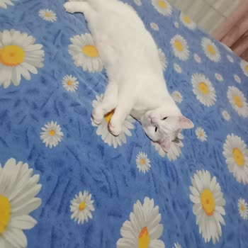 Hiking A43 Telefonunda Galerideki Fotoğraflar Yarım Görünüyor