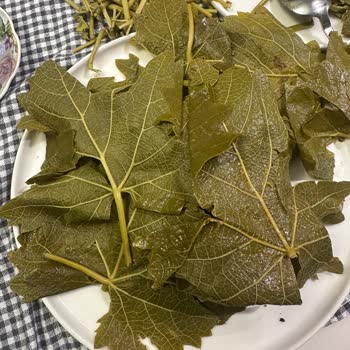 @tokatyaprak.dukkani Instagram'dan Asma Yaprağı Siparişinde Kalitesiz Ürün Ve Cevapsız Destek