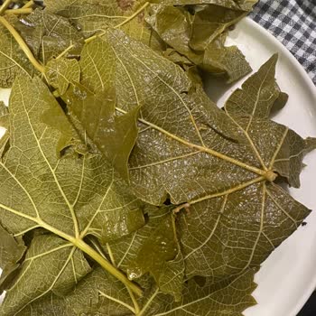 @tokatyaprak.dukkani Instagram'dan Asma Yaprağı Siparişinde Kalitesiz Ürün Ve Cevapsız Destek