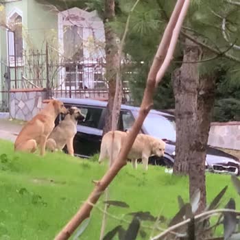 Nilüfer Cephanelik Bölgesinde Başıboş Köpek Sürüleri Çocukları Ve Mahalleyi Tehdit Ediyor