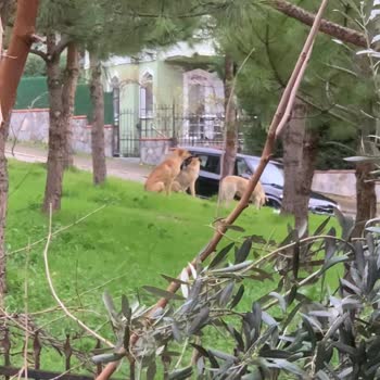 Nilüfer Cephanelik Bölgesinde Başıboş Köpek Sürüleri Çocukları Ve Mahalleyi Tehdit Ediyor