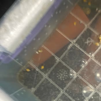 Crystalpro Beyaz Benek İlacı Vatoz Balıklarımda Ölüm Ve Kırmızı Lekelere Sebep Oldu
