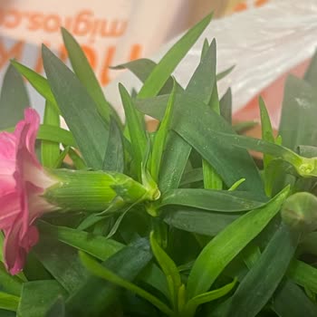 Hediye Aldığım Kırık Saksı Çiçeği Ve Özensiz Paketleme