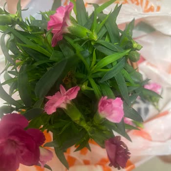 Hediye Aldığım Kırık Saksı Çiçeği Ve Özensiz Paketleme