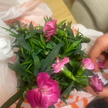 Hediye Aldığım Kırık Saksı Çiçeği Ve Özensiz Paketleme