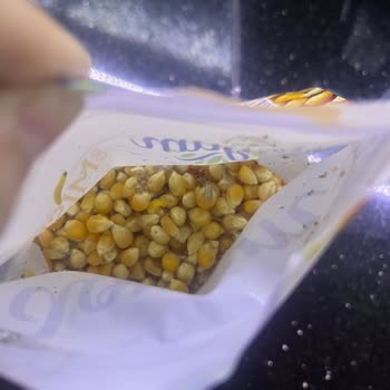 Organik Patlatmalık Mısırda Böcek Ve Kurt Görülmesi Hijyen İhlali Ve Güven Kaybı