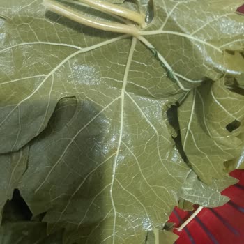 Salkım Gıda Erek Erbaa Narince Asma Yaprağı Şikayeti