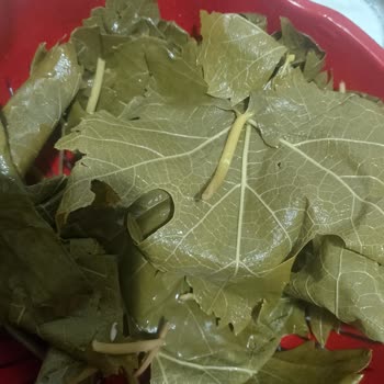 Salkım Gıda Erek Erbaa Narince Asma Yaprağı Şikayeti