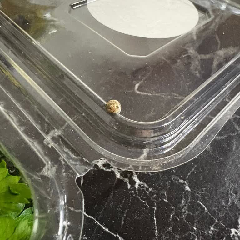 Siparişte Salyangoz Keşfi Ve İade Talebinin Reddedilmesi