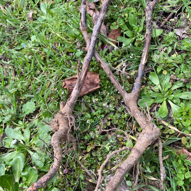 Ölü Fidanlar Ve Yanlış Renk, Satıcıyla İletişime Ulaşılamıyor