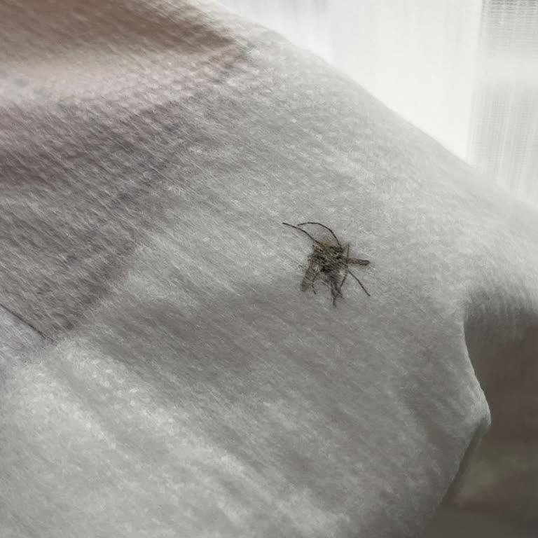 Bebek Alt Açma Örtüsünde Sivrisinek Bulunması Hijyen Endişesi Ve Mağaza Çözümünün Yetersizliği