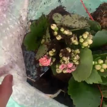 Kırık Kalanşo Kasesi Ve Müşteri Hizmetlerinden Yanıt Alamama