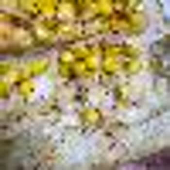 Kıl Çıkan Sandviç Nedeniyle Tüm Sipariş İadesi Talebi