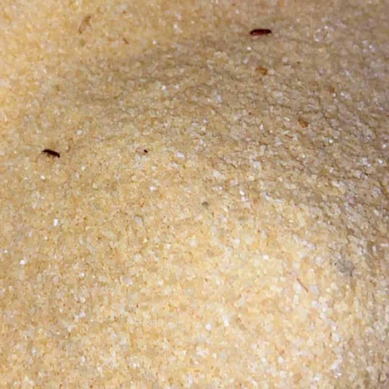 Oba Makarna İrmiğinde Böcek Ve Yabancı Madde Tespiti, Gıda Güvenliği Sorunu