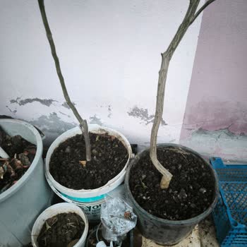 İlyas Fidancılık Manisa İnce Ve Küçük Fidanlar Gönderilmiş Durumda