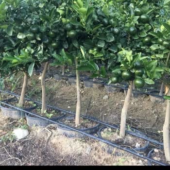 İlyas Fidancılık Manisa İnce Ve Küçük Fidanlar Gönderilmiş Durumda