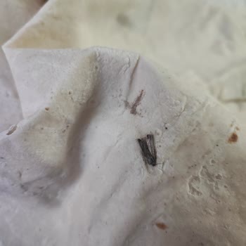 Connex Yufka Paketi İçinde Kelebek Bulunması Hijyen Ve Sağlık Riski