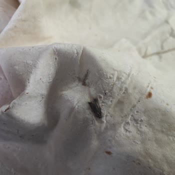 Connex Yufka Paketi İçinde Kelebek Bulunması Hijyen Ve Sağlık Riski