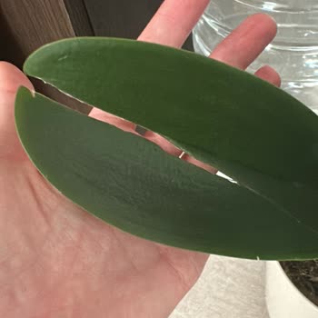 Sevgililer Günü Çiçeği Bozuk Ve Çöplerle Teslim Edildi, Çözüm Bekleniyor