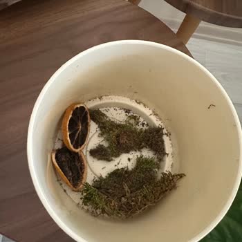 Sevgililer Günü Çiçeği Bozuk Ve Çöplerle Teslim Edildi, Çözüm Bekleniyor