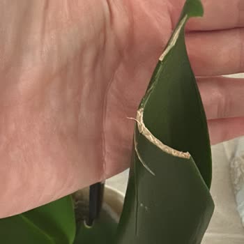 Sevgililer Günü Çiçeği Bozuk Ve Çöplerle Teslim Edildi, Çözüm Bekleniyor