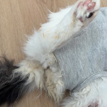 Topkapı Fatih Veteriner 'de Hijyen İhmali Kedim Kirli Ve Sağlıksız Şekilde Teslim Edildi