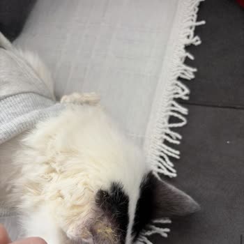 Topkapı Fatih Veteriner 'de Hijyen İhmali Kedim Kirli Ve Sağlıksız Şekilde Teslim Edildi