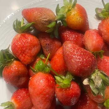 Çürük Çilekler Çocuklarımızı Mağdur Etti