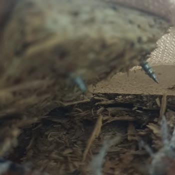 Sunta Ayağıyla Çatlayan Berjer, İade Ve Özür Talebi