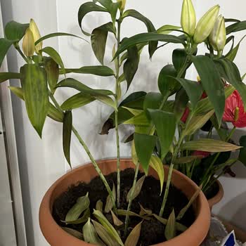 Sevgililer Günü Çiçeği Solmuş Ve Kupon Teklifi Yetersiz