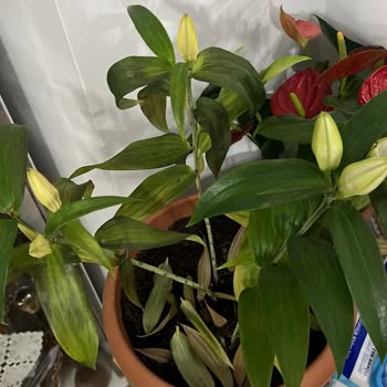 Sevgililer Günü Çiçeği Solmuş Ve Kupon Teklifi Yetersiz