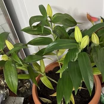 Sevgililer Günü Çiçeği Solmuş Ve Kupon Teklifi Yetersiz