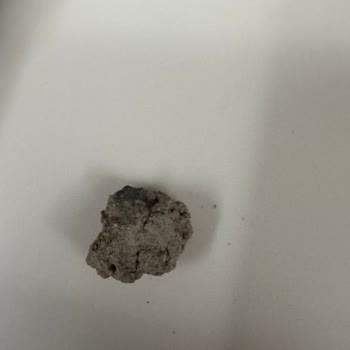 Arifoğlu Papatya Ürününde Beton Parçası Çıktı