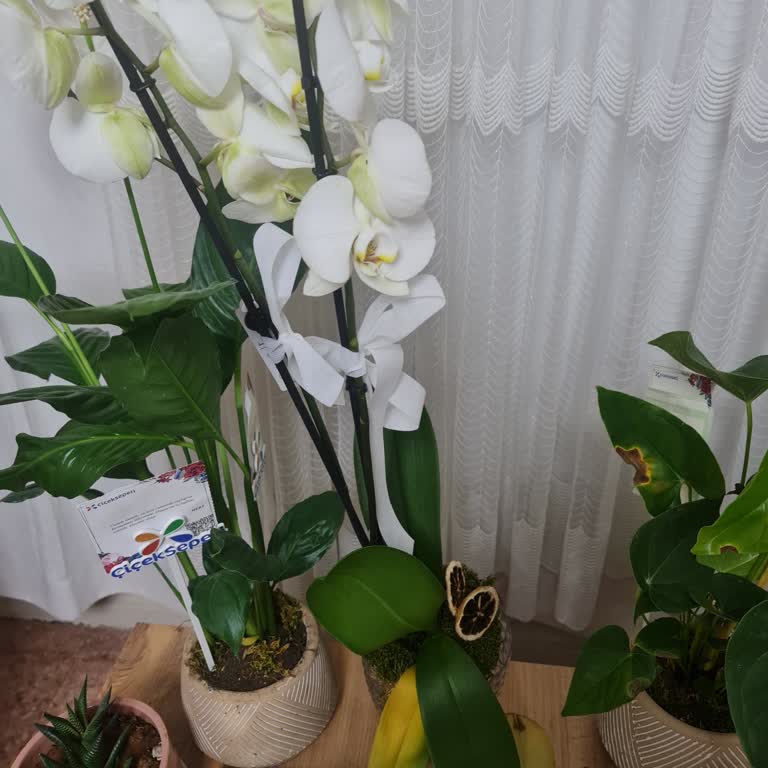 Beyaz Orkide Hızla Bozuldu, Ürün Kalitesi Şikayeti