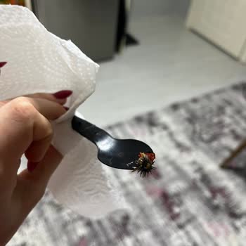 Ton Balığı Ürününde Parazit Benzeri Yabancı Cisim Gıda Güvenliği Riskine Yol Açtı