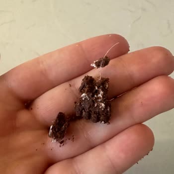 Bursa Nilüfer'deki Markette Satın Alınan Bisküviden Plastik Parça Çıktı