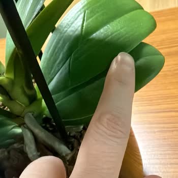 Bloom And Fresh Şikayeti