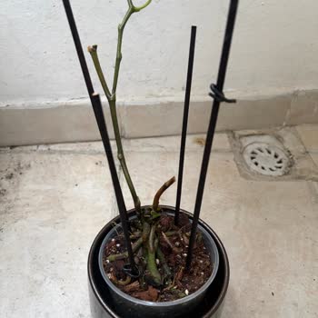 Bloom And Fresh Şikayeti