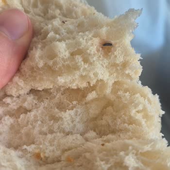 Ankara Halk Ekmek Ekmeğin İçinden Böcek Çıktı