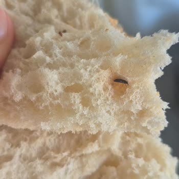 Ankara Halk Ekmek Ekmeğin İçinden Böcek Çıktı